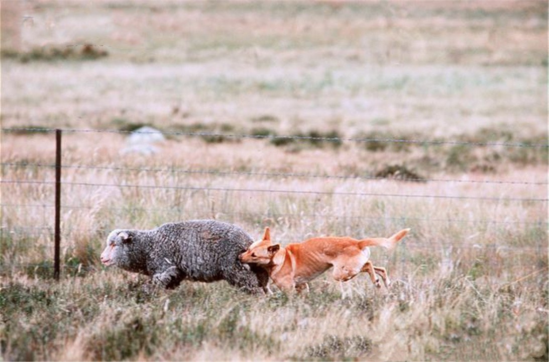 澳洲野兔泛滥成灾黑白视频,澳大利亚野兔繁衍成灾视频