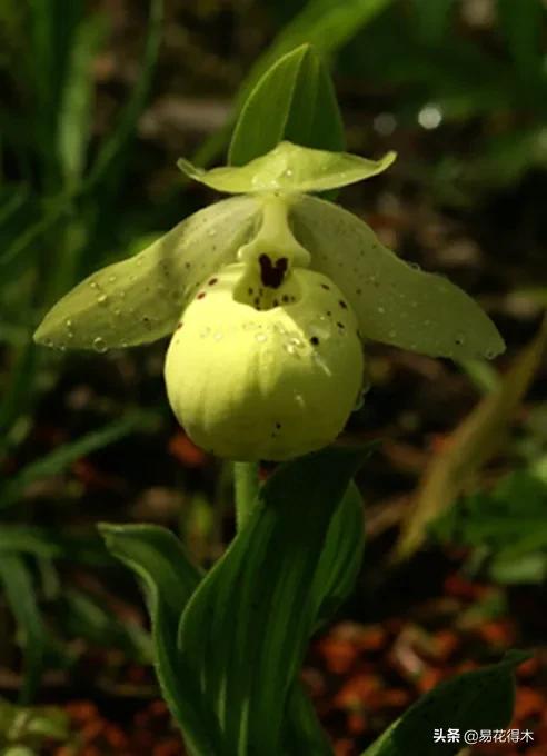 国家二级黄花杓兰,黄花杓兰与西藏杓兰