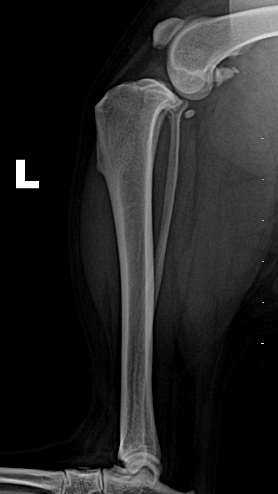 狗狗喜欢追逐移动的东西,狗狗前十字韧带撕裂