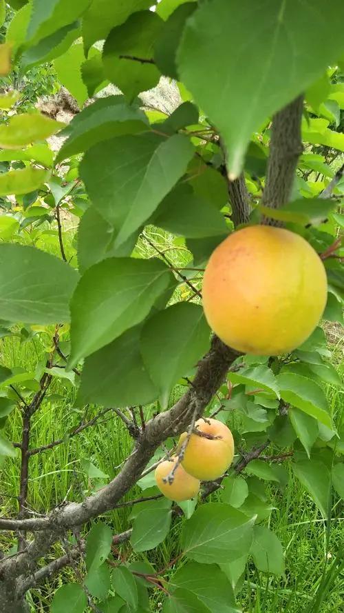 芒种种出新希望,芒种和幸福播种