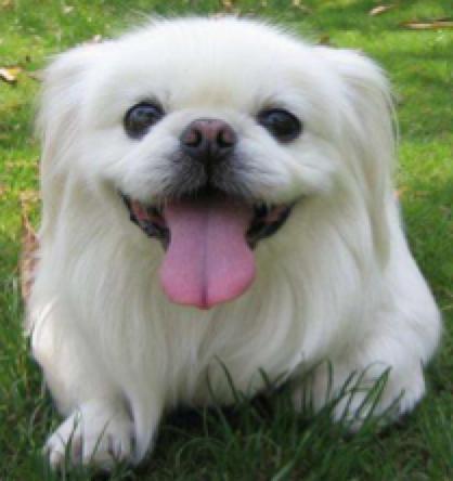 什么都能治的宠物医生,了不起的宠物医生观后感