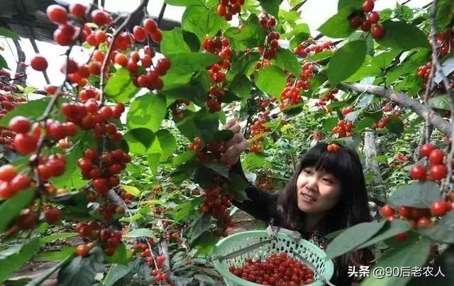 矿物油植物精油,有机硅助剂和精油区别