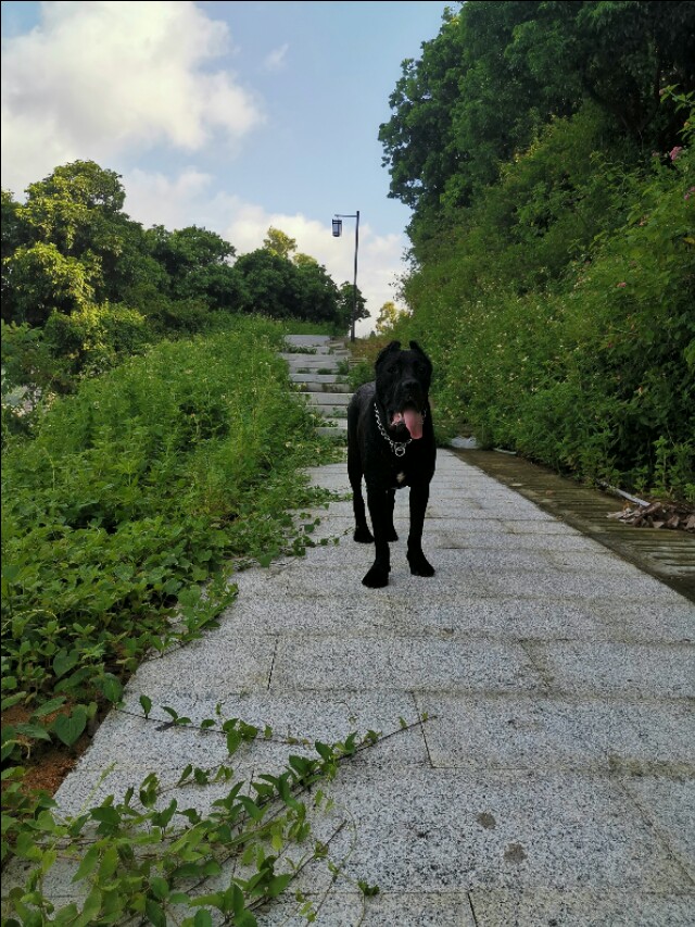 拉鼓带刀护卫,宝哥带刀护卫