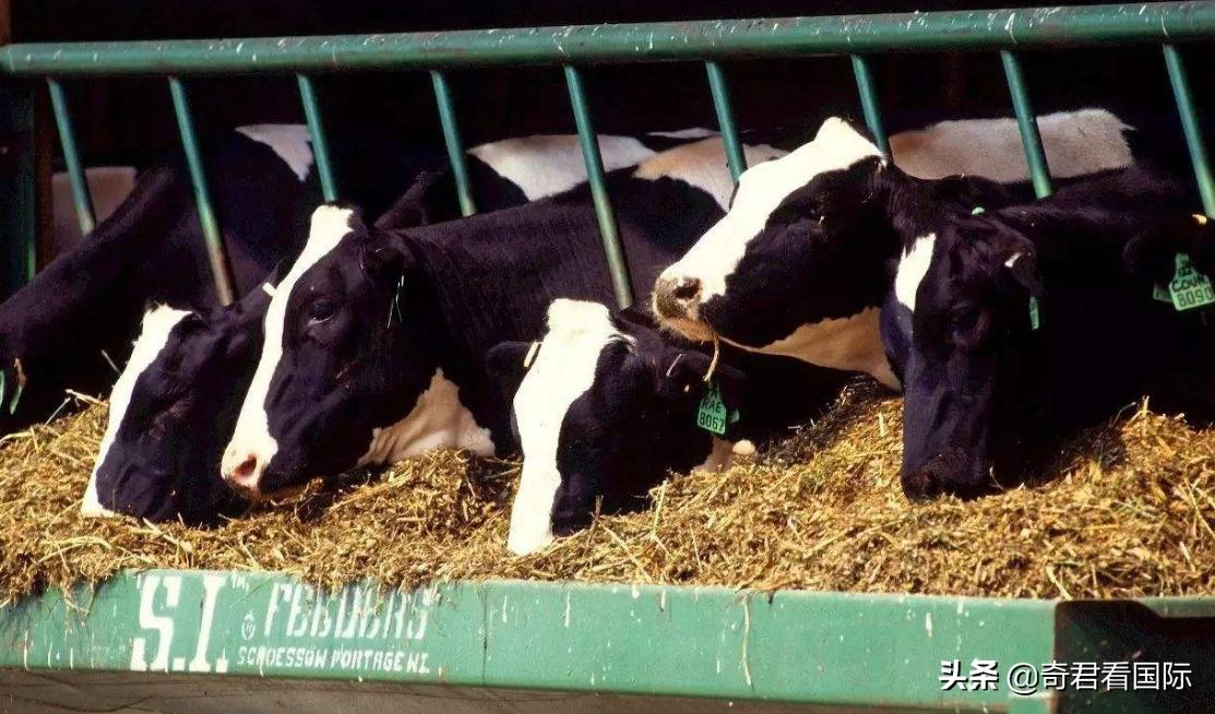 代购没买到东西可以退款吗,代购店产品都没了