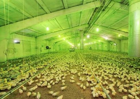 禽病的综合防治（饲养管理篇）