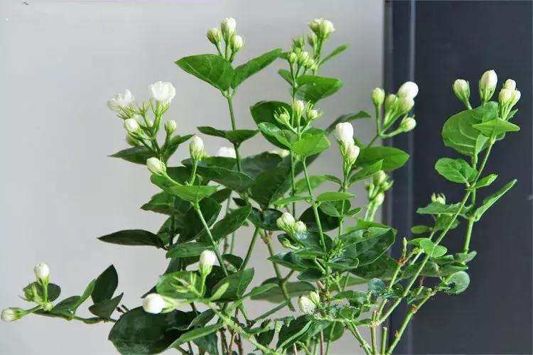 适合室内养的50种植物驱蚊,适合家里养的驱蚊的植物