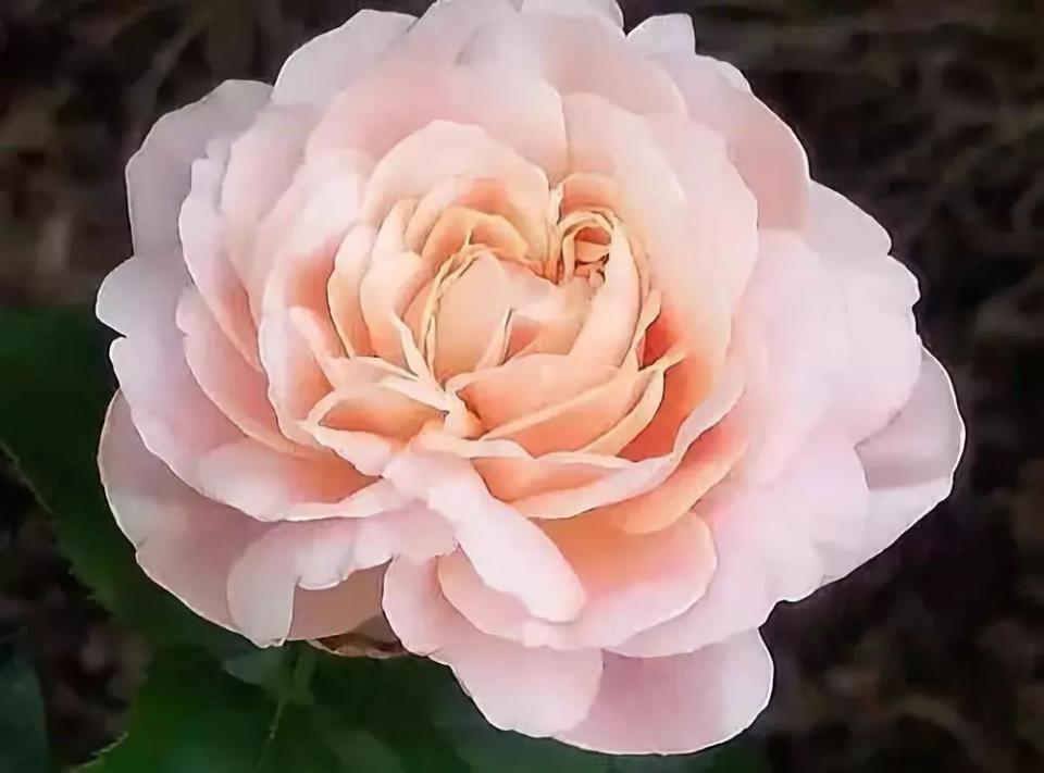 这才是世界上最贵的花卉,君子兰最便宜的花卉