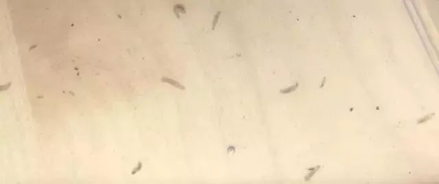 杨梅樱桃里面有虫子,樱桃杨梅有虫子