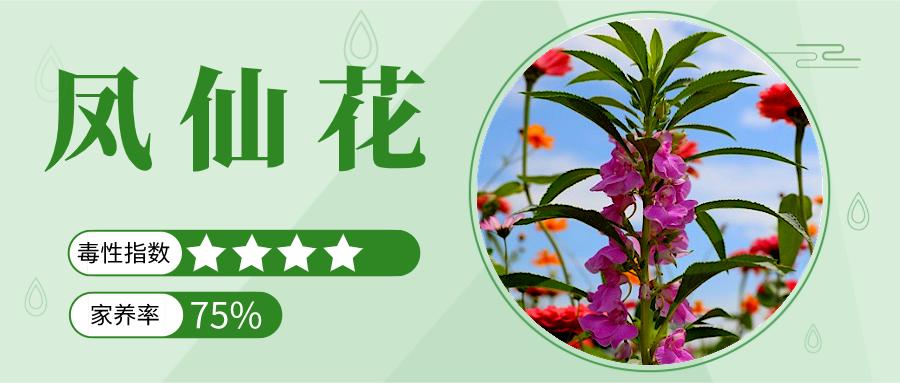 家里能养的名贵花卉排行榜,有毒性的花卉需合理养