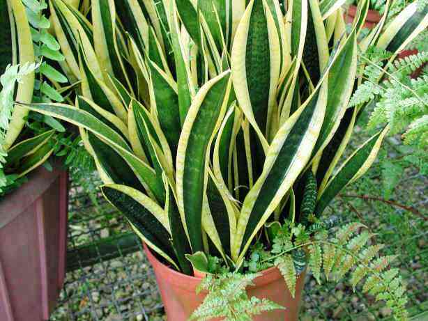 卫生间除异味适合养什么植物,卫生间有味养啥植物