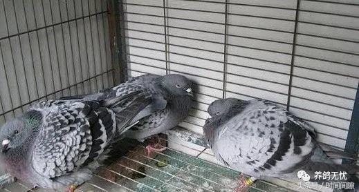 鸽子水便和绿便是怎么回事,鸽子消化停顿拉绿便怎么治