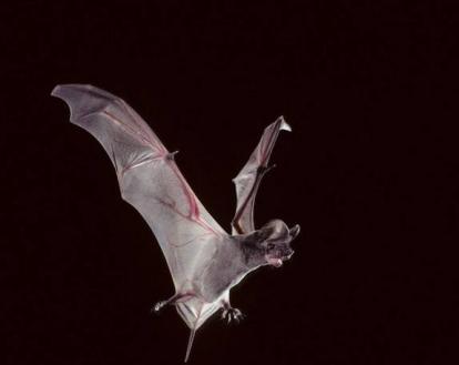 携带埃博拉病毒的动物,携带病毒最多的动物