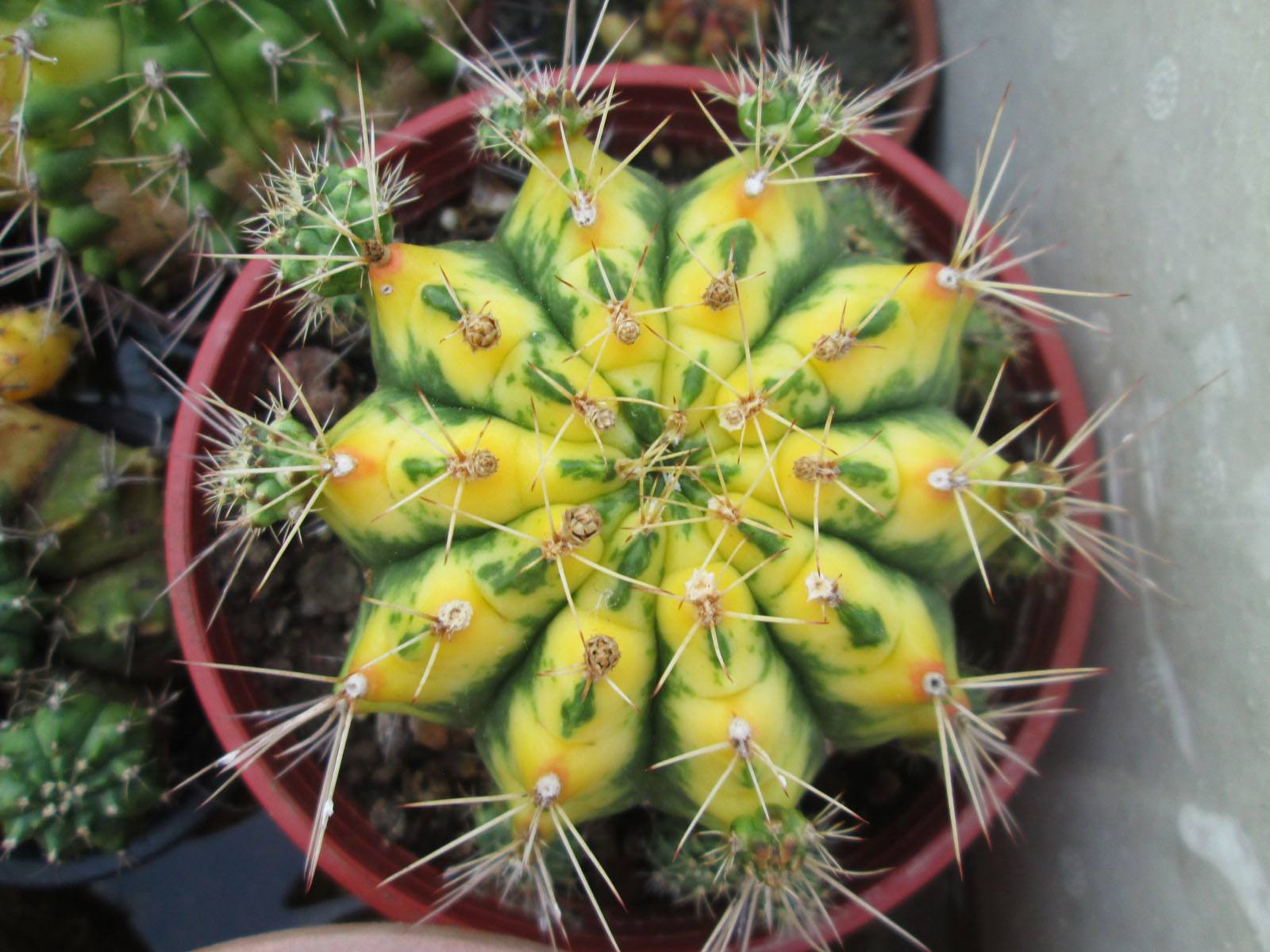 148个仙人球品种大全,100个仙人球品种