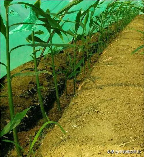 遮阳率对大姜的影响,大姜种植遮阳的视频