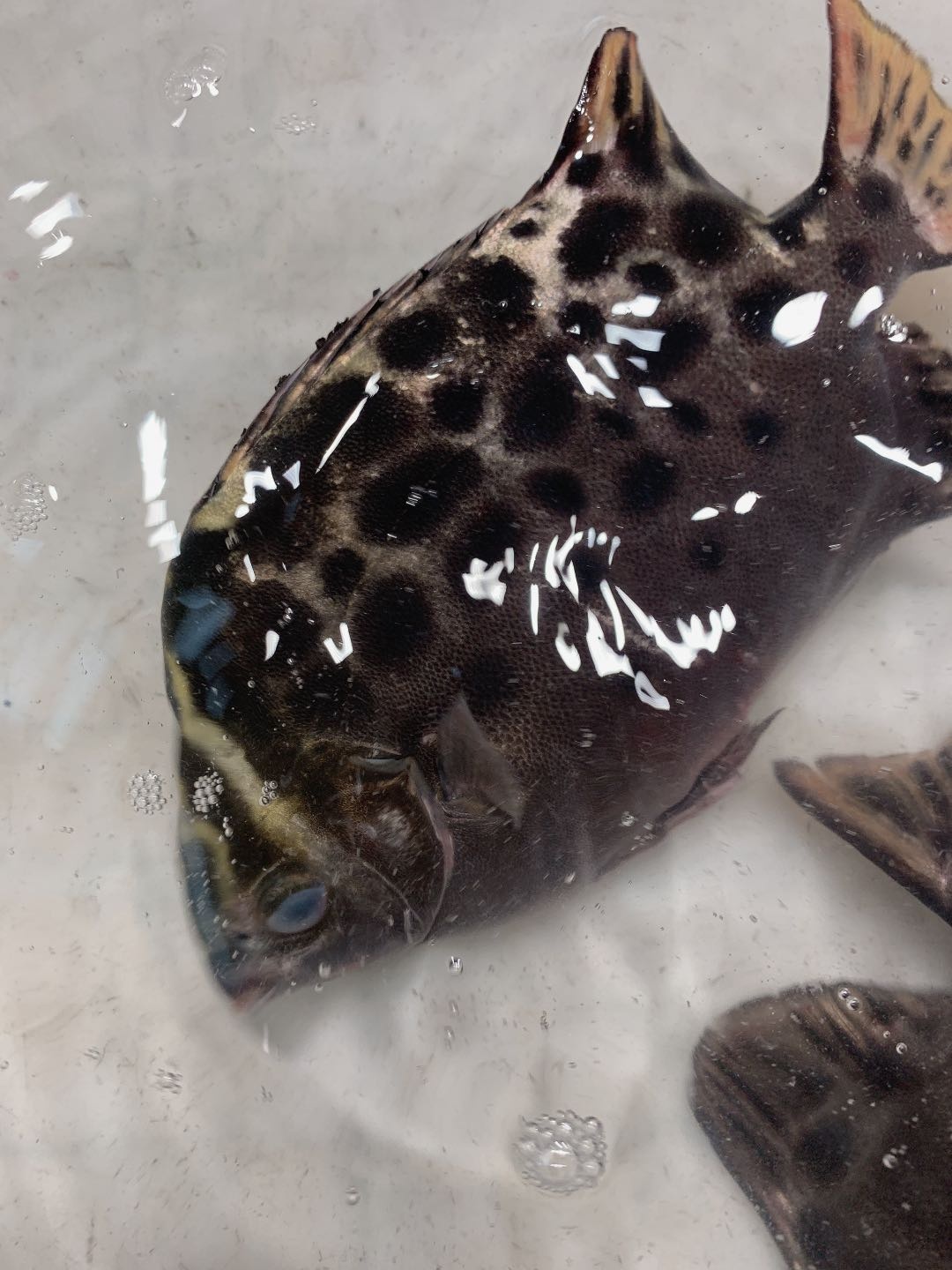 去北海在哪里买海鲜比较划算,北海的海鲜便宜还是防城港的便宜