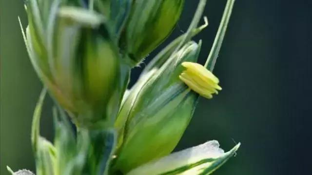 我国很多成语与植物有关,汉语成语中的植物文化