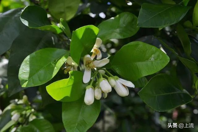 柚子叶洗澡有什么讲究,广州人为什么喜欢用柚子叶洗澡