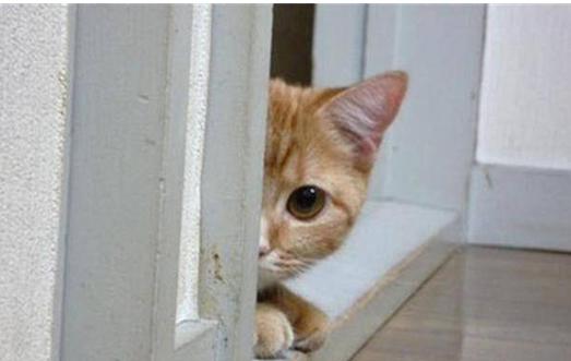 用了剪刀大法找东西但是没找到,用了剪刀大法猫咪还是没回来