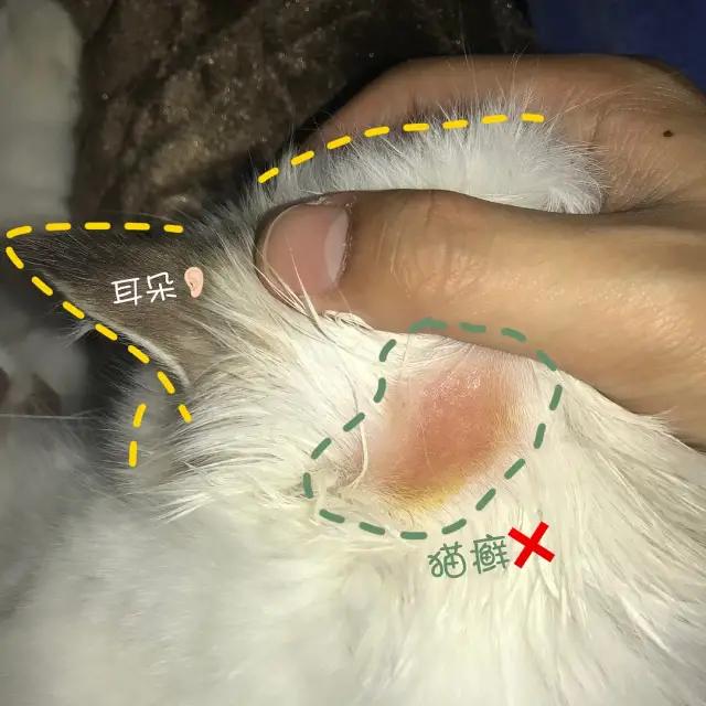 铲屎官用什么治猫癣,铲屎官长猫癣涂什么药膏