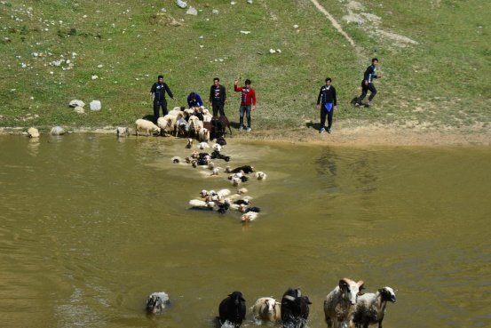 “尼牧哟莎茨”——剪羊毛节金阳彝人盛大的畜牧文化节日