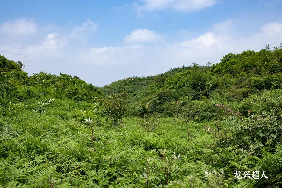 达州道地药材天麻,正宗中药材天麻
