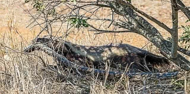 平头哥看见毒蛇扑上去,毒蛇闯入平头哥的地盘