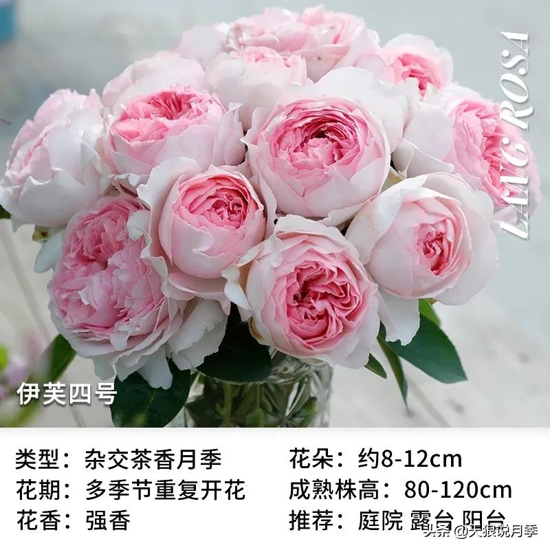 月季控对美的极致追求，尽在伊芙系列