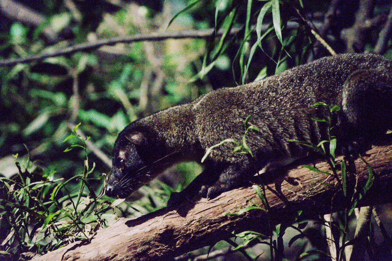 中国蝙蝠动物园,中国有蝙蝠的动物园