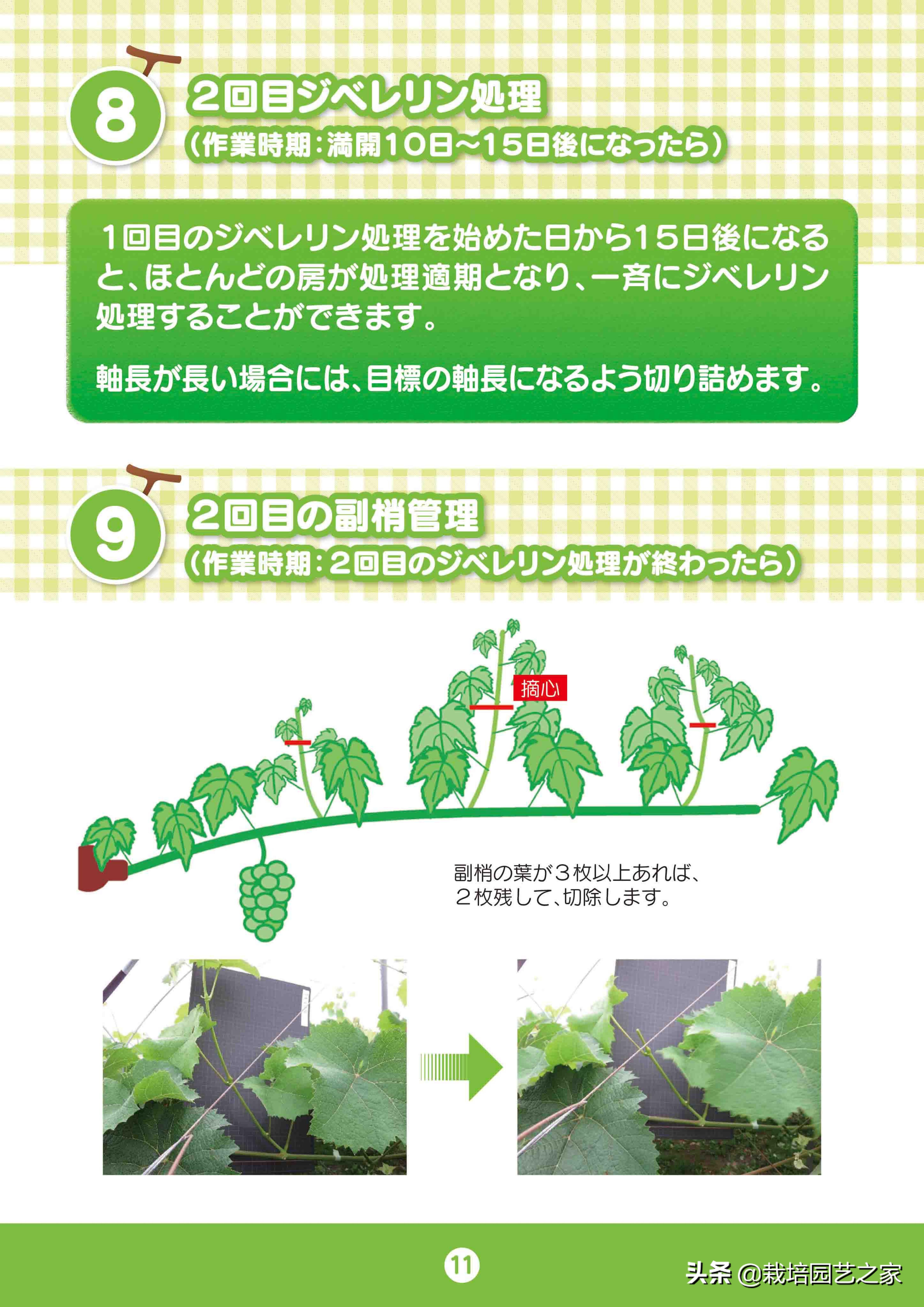 日本阳光玫瑰葡萄全教程,日本阳光玫瑰保果配方