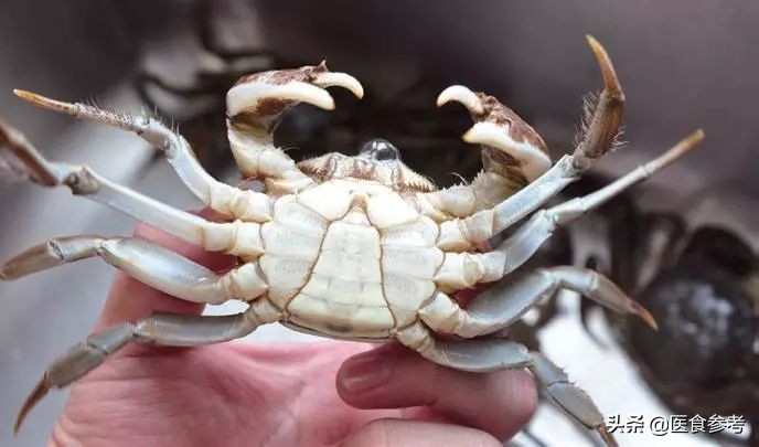 金秋蟹怎么选大闸蟹,大闸蟹蟹肥怎么挑
