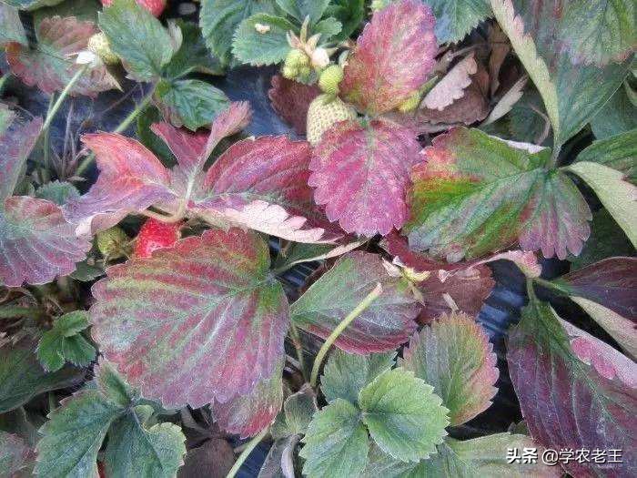 大棚草莓打红蜘蛛最好什么时间打,红蜘蛛病虫害防治大概是什么时候