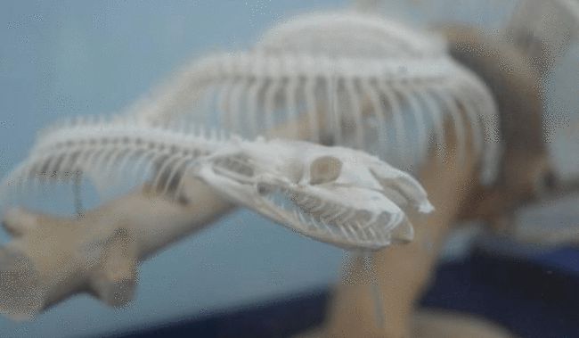 安徽工地发现一条剧毒眼镜蛇,野外银环蛇咬伤事件