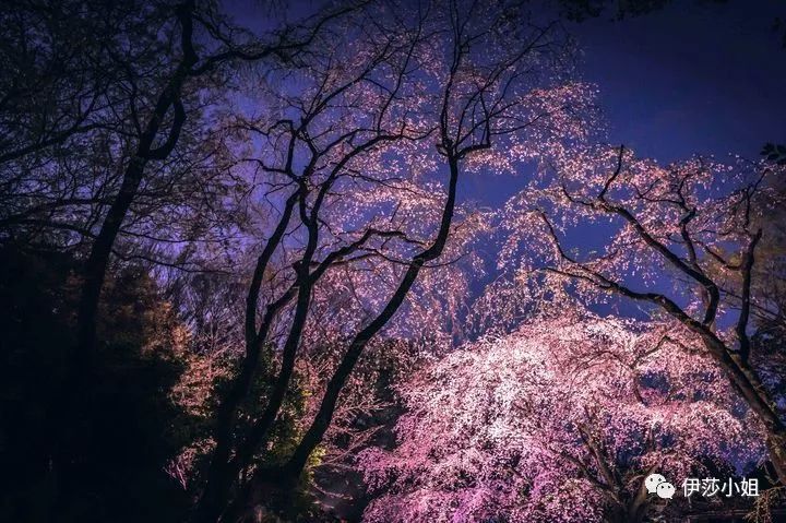 不看樱花能不能进武大,看樱花不一定要去日本的说说