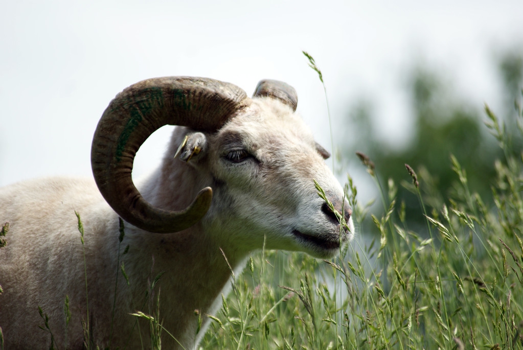 养羊怎么防止兽疫最好,小型养羊场常见病防控