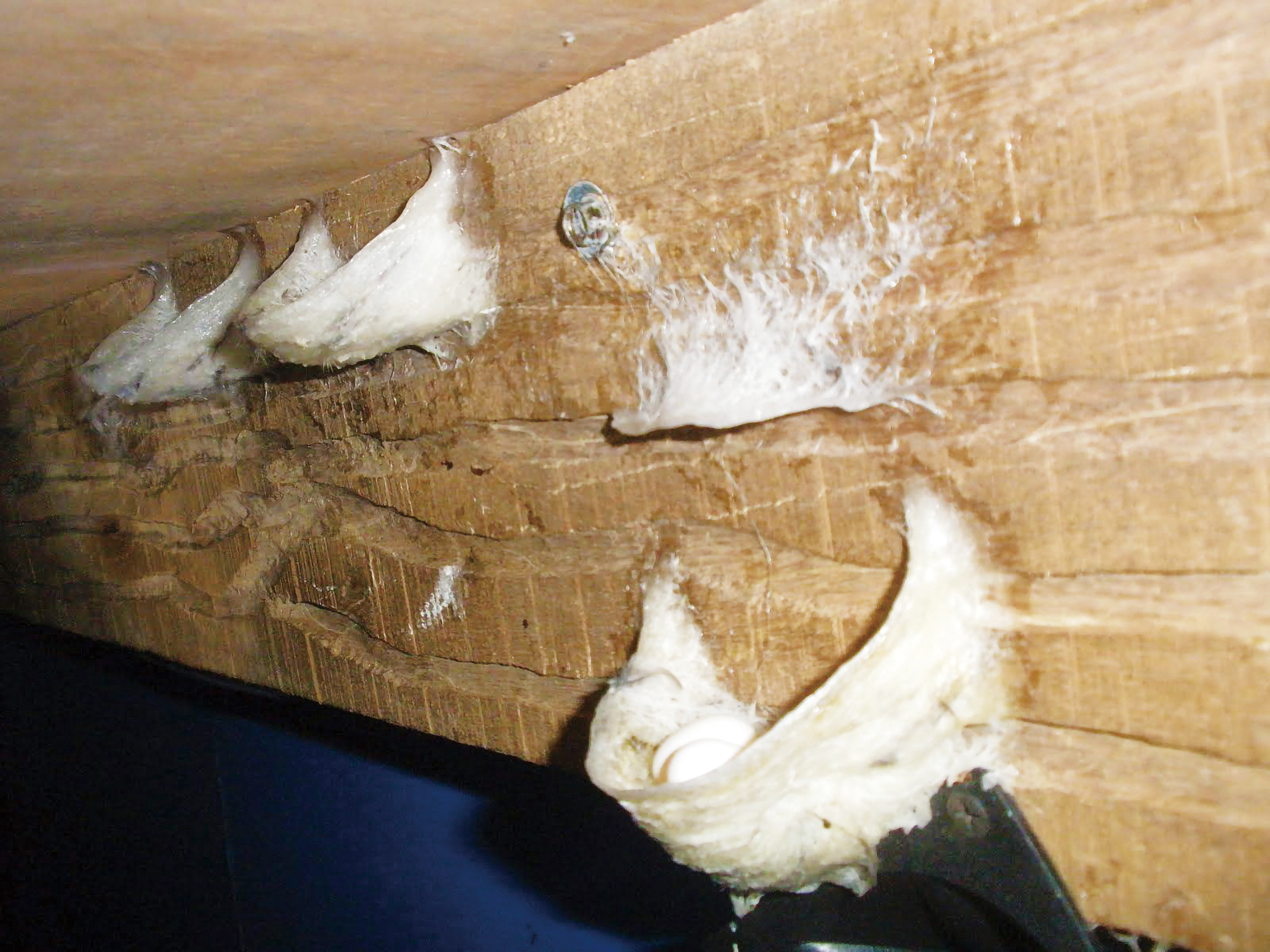 都是燕窝惹的祸？爪哇金丝燕：飞得快不如被团灭快