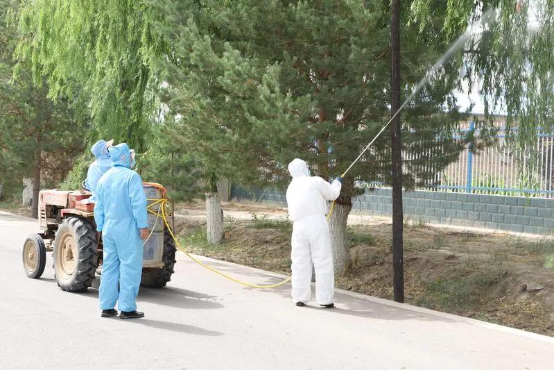 民勤全面开展光肩星天牛防治工作,光肩星天牛防治工作总结