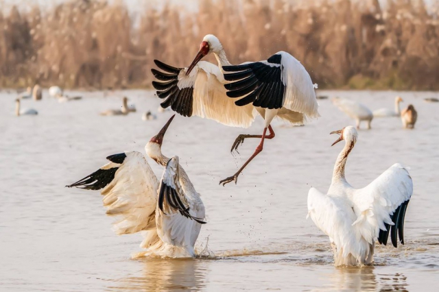 索尼alpha9ii上手初体验,索尼alpha9