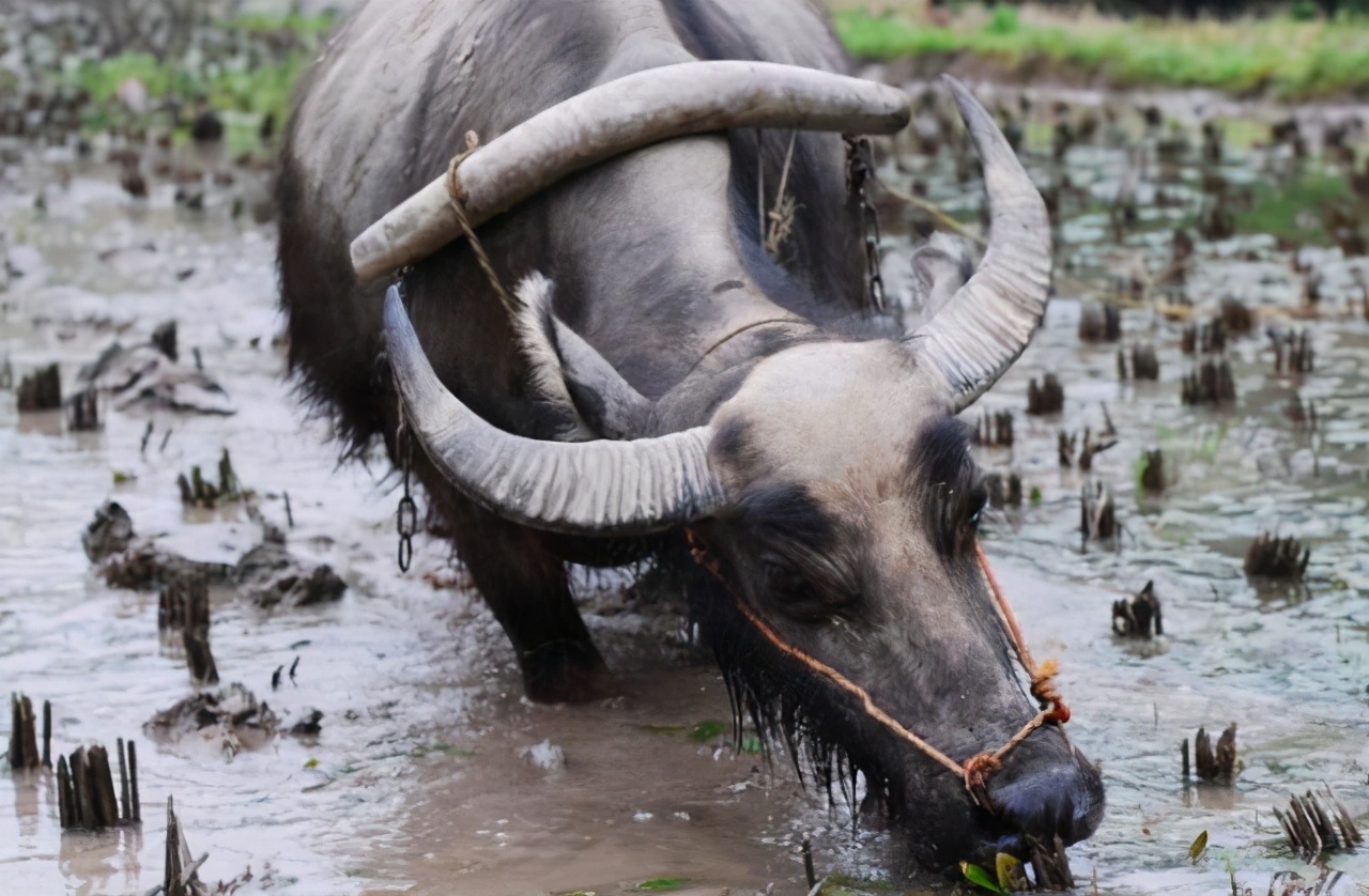 16岁当上赤脚兽医,我做的第一件事就是斗智斗勇给猪打针