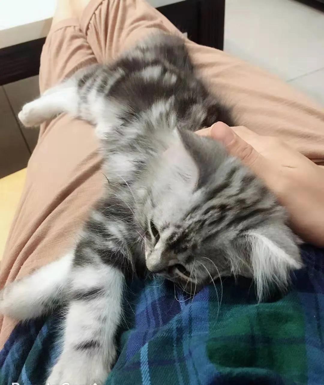 养猫后才知道爱是什么,养猫之后才知道原来只看猫睡觉