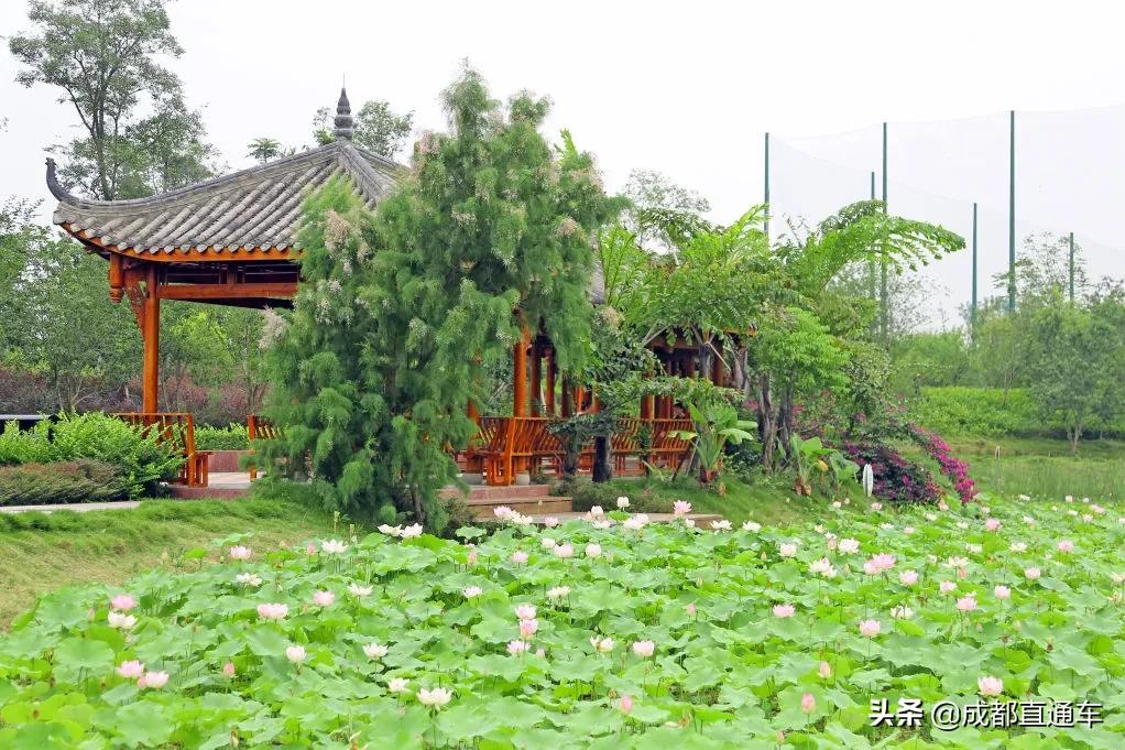 花开的季节合唱视频,花开的季节和你相遇