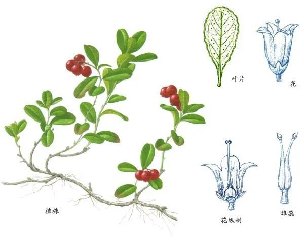 护肤成分及典型产品汇总,各大护肤品成分表及详解
