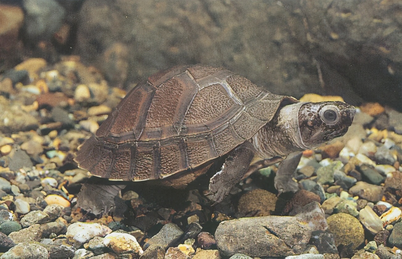 各种龟类图片大全大图,龟类展示会