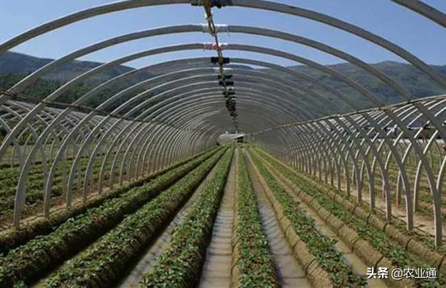 最新的温室大棚技术,小型温室大棚用什么样的大棚