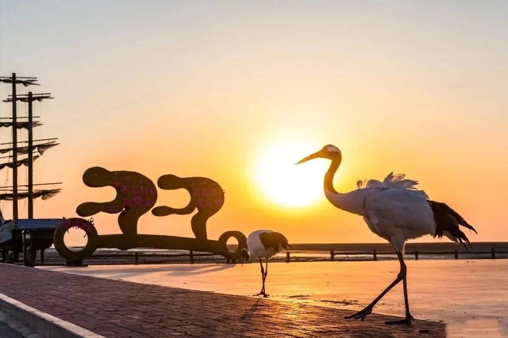 盘锦红海滩五一好玩的地方,盘锦最美红海滩网红打卡地