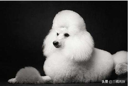 贵宾犬拉稀怎么办禁食12小时,养宠经验狗狗掉毛超级严重怎么办