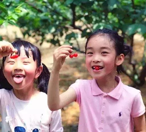 宁波横溪樱桃采摘,宁波周边樱桃采摘