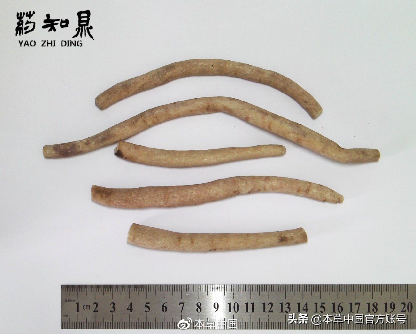 【本草百科·药知鼎——白芍】朵腴花硕，不止于美丽的外表