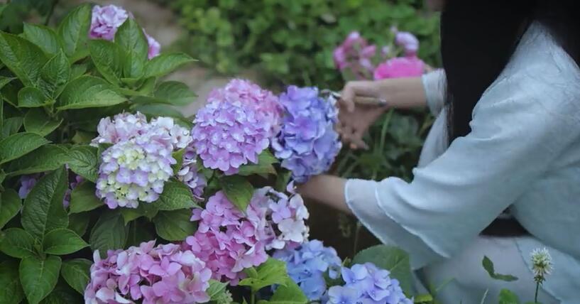 李子柒的院子都种的啥,李子柒推荐的三种花