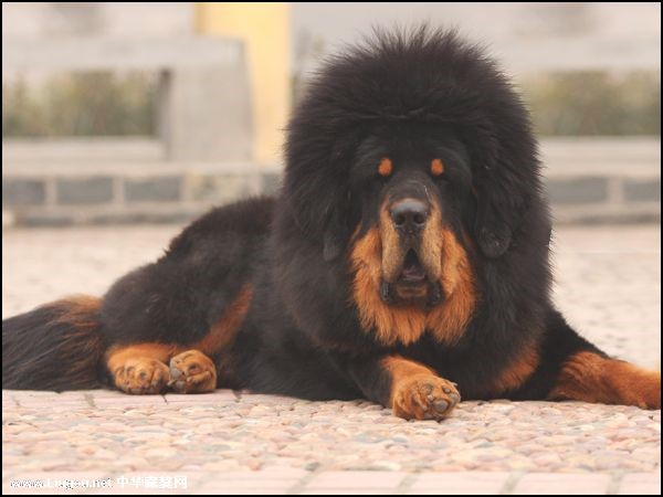 这几种高颜值狗狗你认识哪些,盘点最靠谱的狗狗看看你知道几种