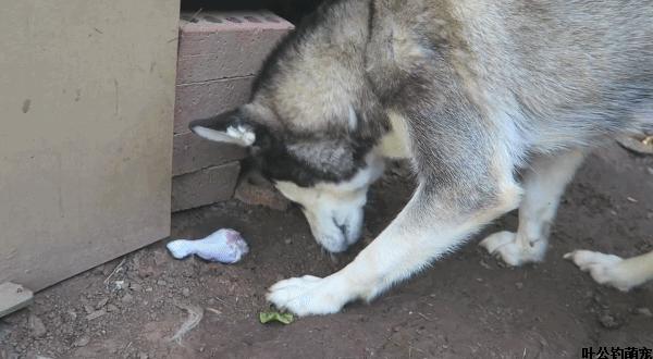 食人蚁袭击人类,一口气看完食人蚁袭击人类